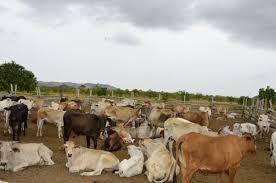 Cattle being reared at Meriwau, Region Nine
