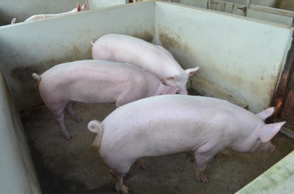 A few of the Toppig 40, pigs that were imported from Suriname for the Association