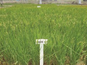New rice variety being tested at the GRDB labs