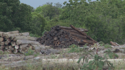 Upper Berbice Forest Producers’ Association (UBFPA) logging in Kwakwani