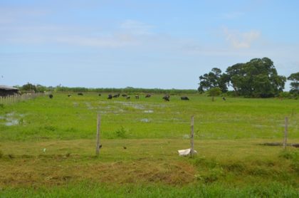 Cattle grazing at the Guyana Livestock Development Authority’s, Mon Repos facility