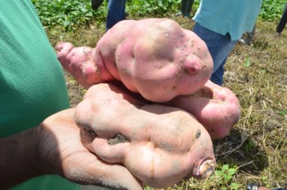 Sweet potatoes cultivated in Parika, Region Three