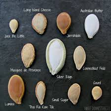 Types of various pumpkin plant seeds 