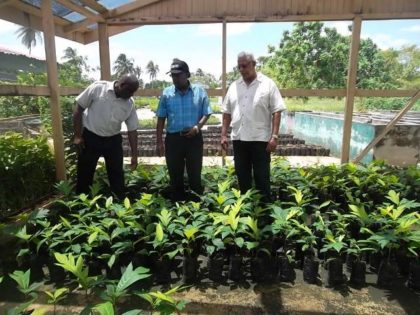 Minister of Agriculture Noel Holder along with Permanent Secretary of the Ministry of Agriculture, George Jervis and Chief Executive Officer of the National Agricultural Research and Extension Institute (NAREI), Dr Oudho Homenauth examines breadfruit seedlings during a visit to the institution 