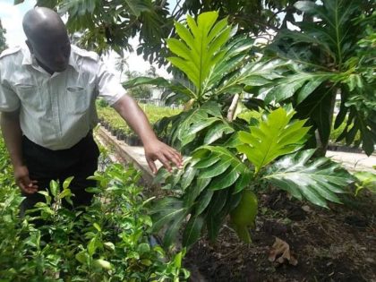 Permanent Secretary of the Ministry of Agriculture George Jervis finds a breadfruit during his visit to the National Agricultural Research and Extension Institute (NAREI