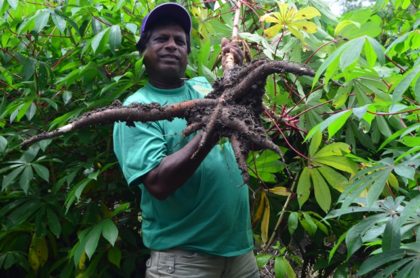 A proud farmer shows off his cassava produce in Parika 