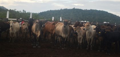 cattle-at-annai-farm-in-region-9