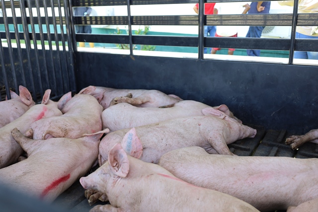 Some of pigs that were handed over to farmers